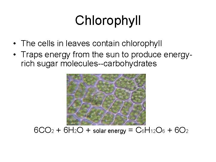 Chlorophyll • The cells in leaves contain chlorophyll • Traps energy from the sun