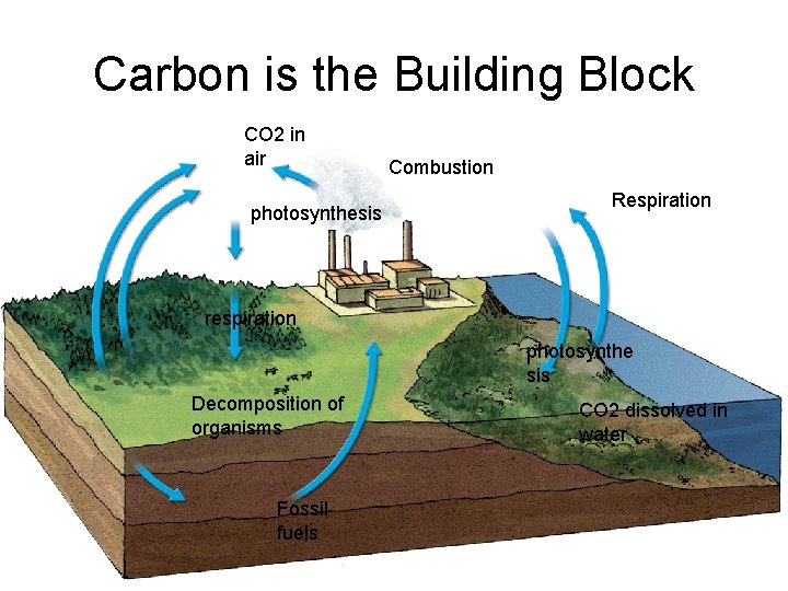 Carbon is the Building Block CO 2 in air photosynthesis Combustion Respiration respiration photosynthe