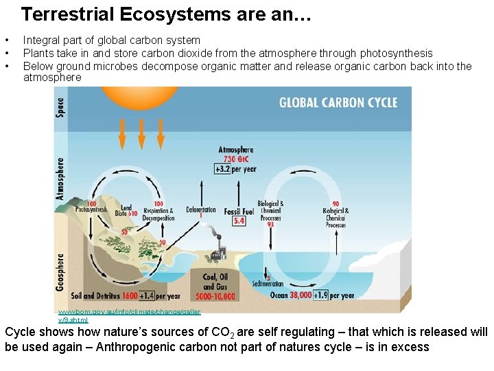 Terrestrial Ecosystems are an… • • • Integral part of global carbon system Plants