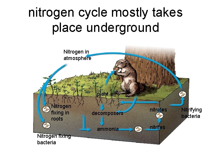 nitrogen cycle mostly takes place underground Nitrogen in atmosphere plant Nitrogen fixing in roots