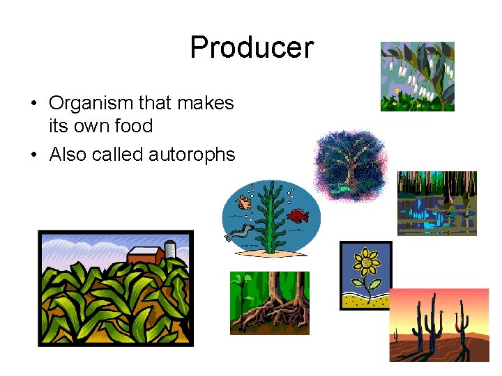 Producer • Organism that makes its own food • Also called autorophs 