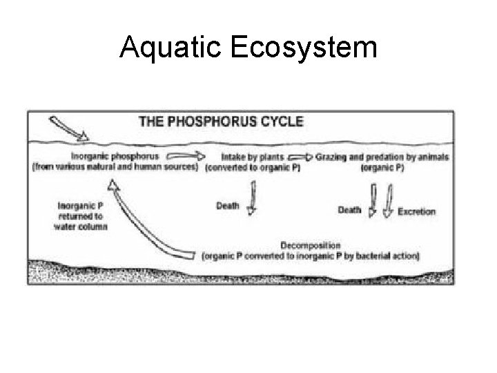 Aquatic Ecosystem 