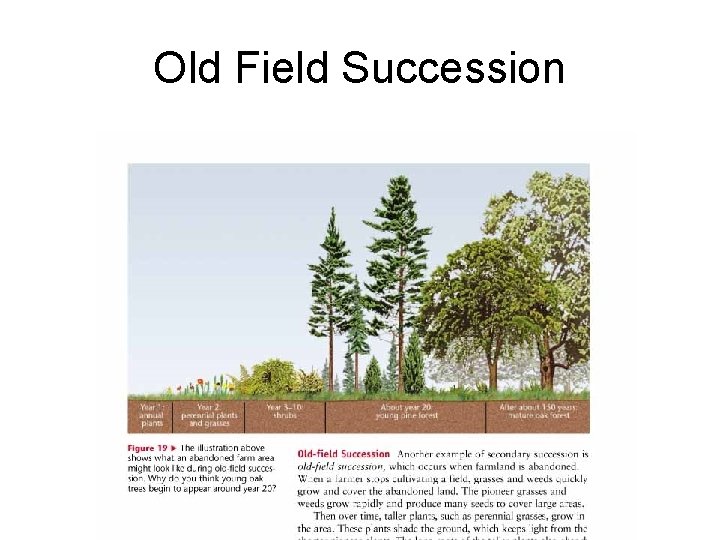 Old Field Succession 