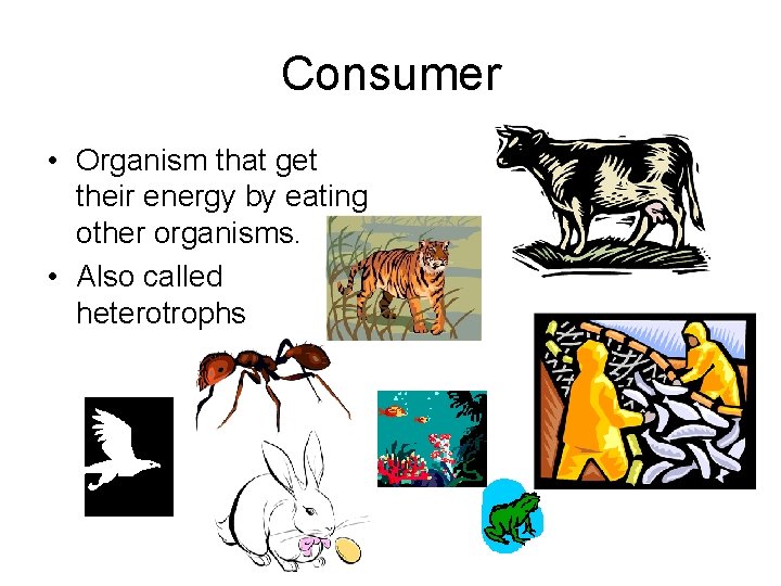 Consumer • Organism that get their energy by eating other organisms. • Also called