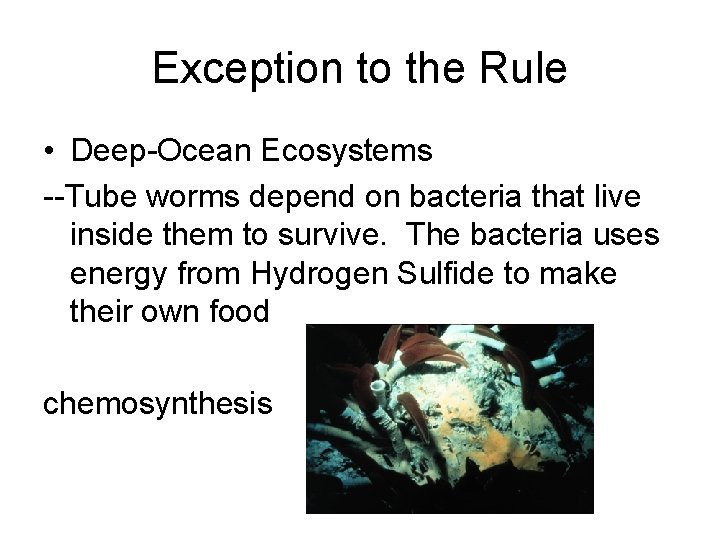 Exception to the Rule • Deep-Ocean Ecosystems --Tube worms depend on bacteria that live