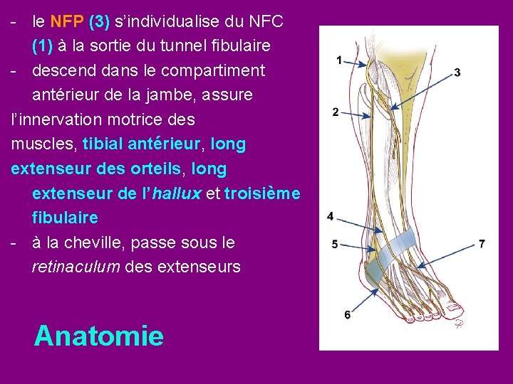 - le NFP (3) s’individualise du NFC (1) à la sortie du tunnel fibulaire