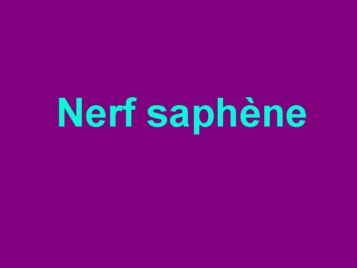 Nerf saphène 