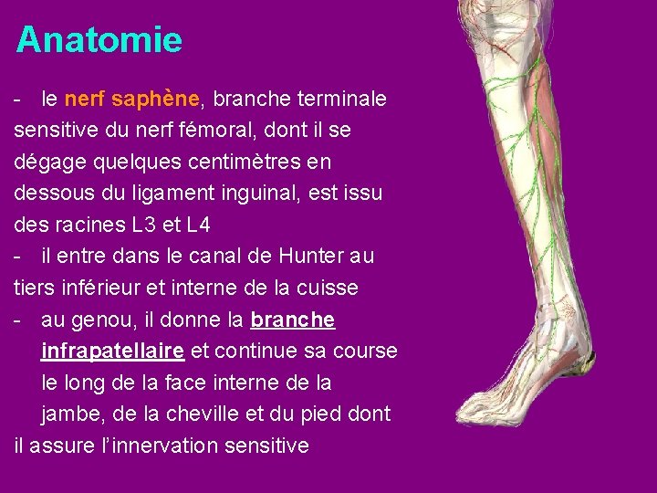 Anatomie - le nerf saphène, branche terminale sensitive du nerf fémoral, dont il se
