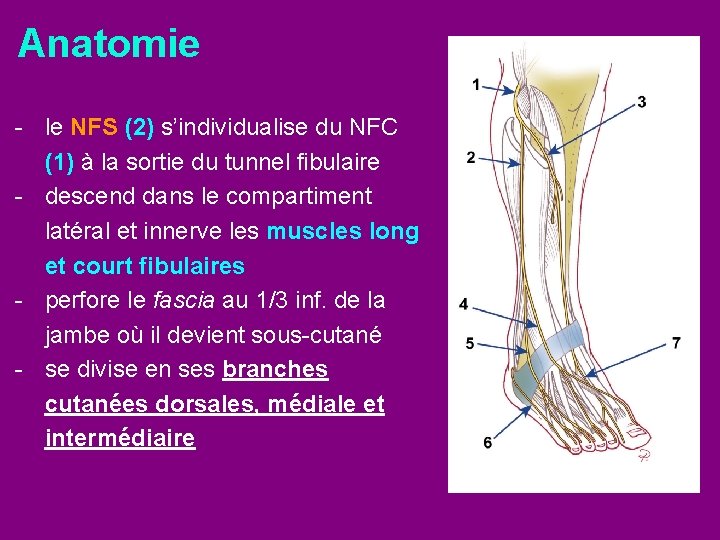 Anatomie - le NFS (2) s’individualise du NFC (1) à la sortie du tunnel