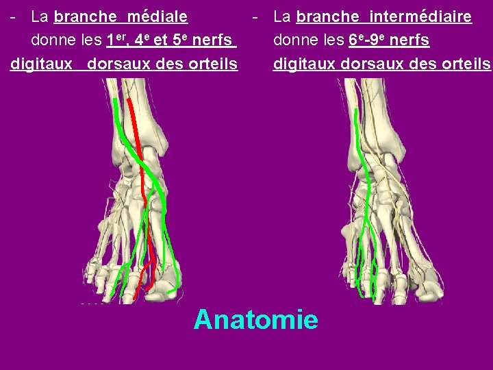 - La branche médiale - La branche intermédiaire donne les 1 er, 4 e