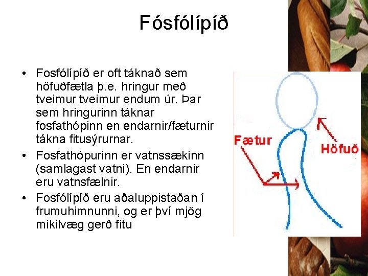 Fósfólípíð • Fosfólípíð er oft táknað sem höfuðfætla þ. e. hringur með tveimur endum