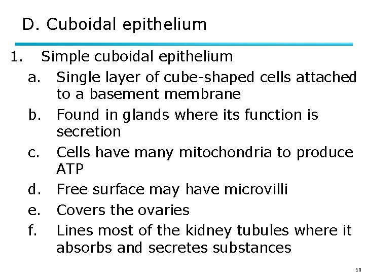 D. Cuboidal epithelium 1. Simple cuboidal epithelium a. Single layer of cube-shaped cells attached