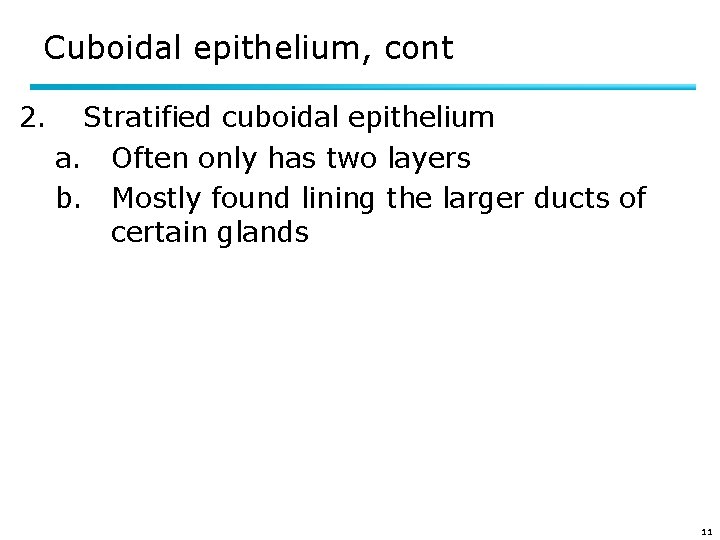 Cuboidal epithelium, cont 2. Stratified cuboidal epithelium a. Often only has two layers b.