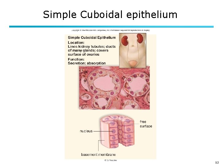 Simple Cuboidal epithelium 12 