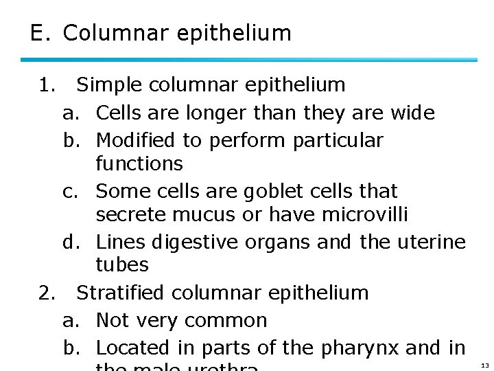 E. Columnar epithelium 1. Simple columnar epithelium a. Cells are longer than they are