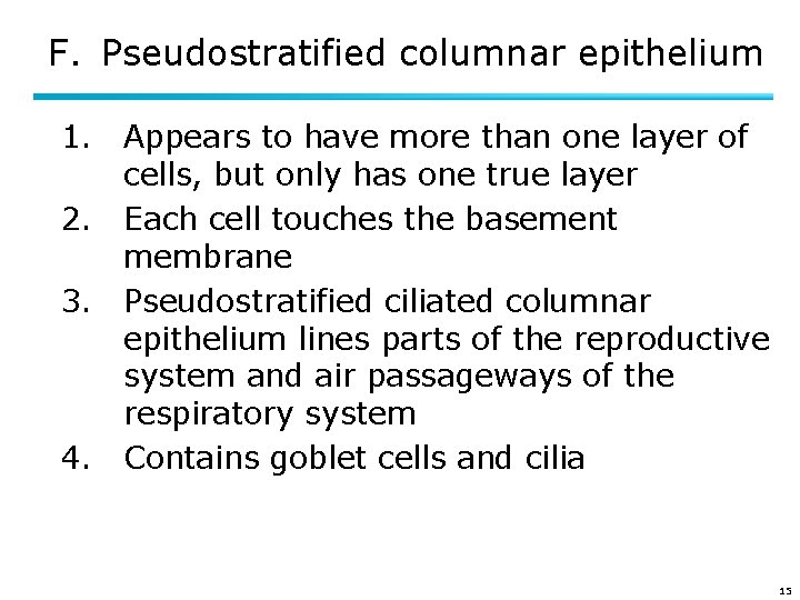 F. Pseudostratified columnar epithelium 1. Appears to have more than one layer of cells,