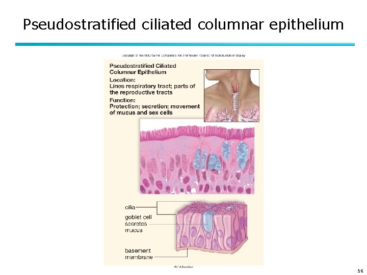 Pseudostratified ciliated columnar epithelium 16 