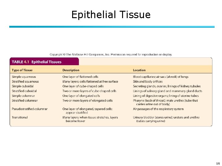 Epithelial Tissue 18 