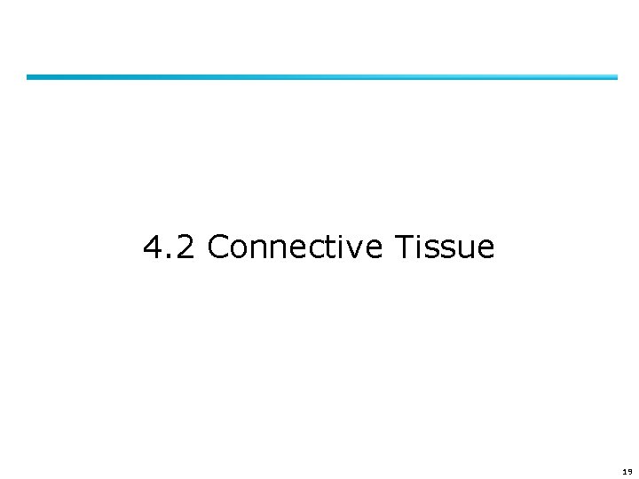 4. 2 Connective Tissue 19 