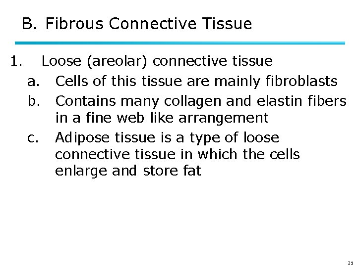 B. Fibrous Connective Tissue 1. Loose (areolar) connective tissue a. Cells of this tissue