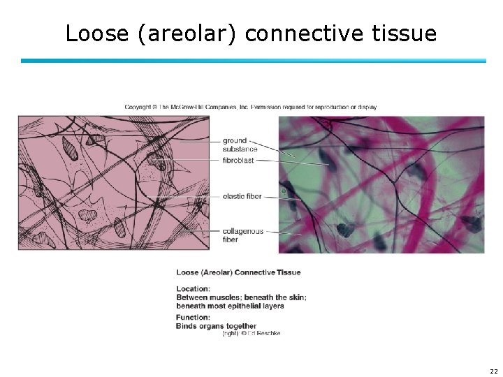 Loose (areolar) connective tissue 22 