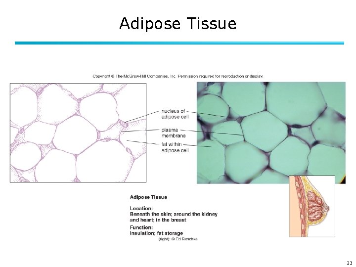 Adipose Tissue 23 