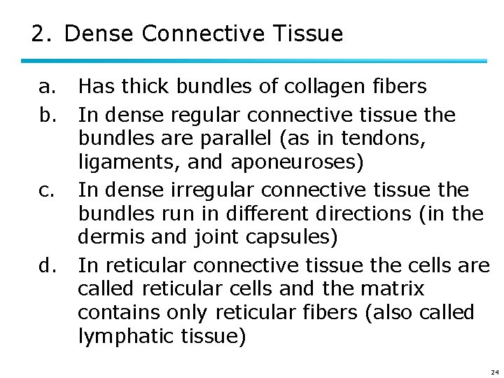 2. Dense Connective Tissue a. Has thick bundles of collagen fibers b. In dense