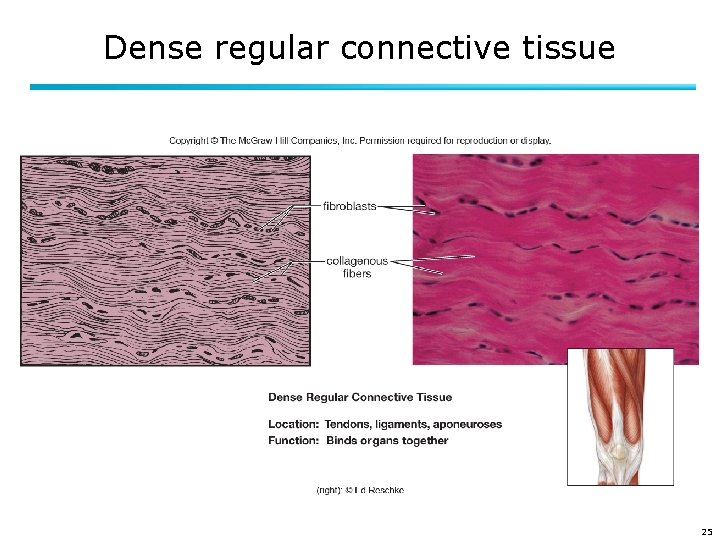 Dense regular connective tissue 25 