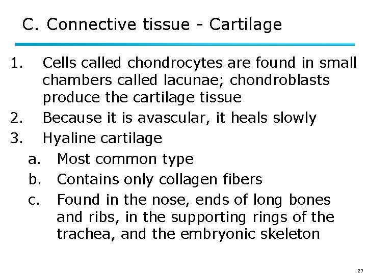 C. Connective tissue - Cartilage 1. Cells called chondrocytes are found in small chambers