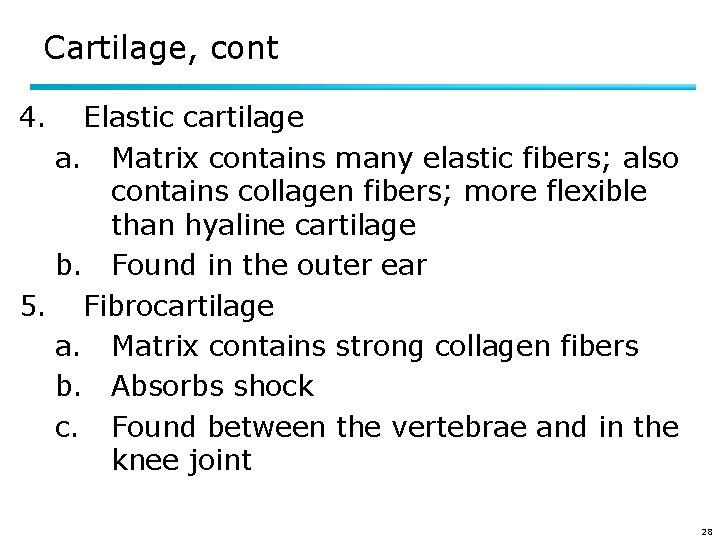 Cartilage, cont 4. Elastic cartilage a. Matrix contains many elastic fibers; also contains collagen