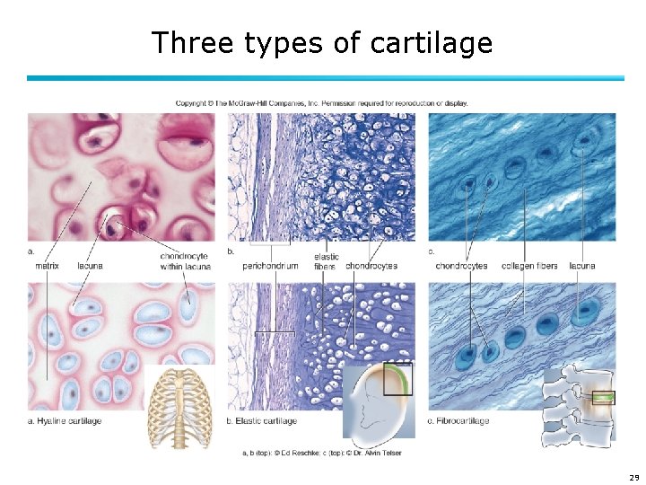 Three types of cartilage 29 