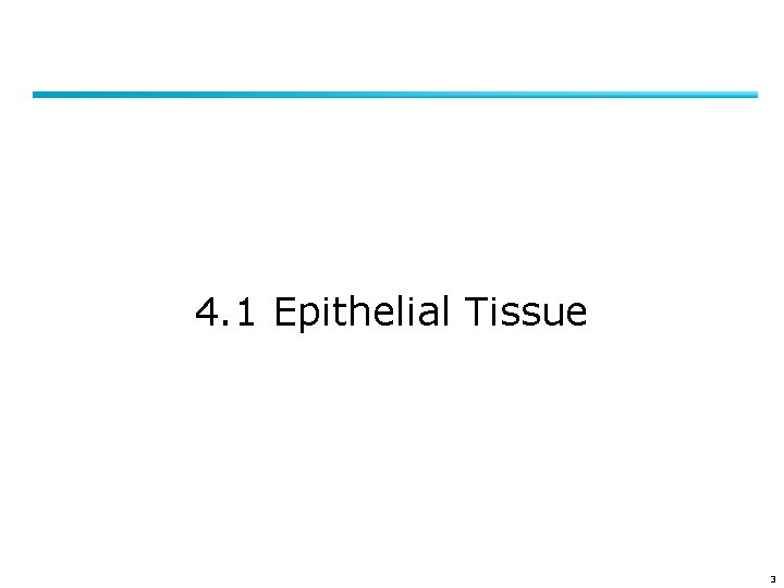 4. 1 Epithelial Tissue 3 