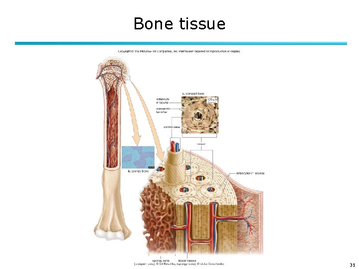 Bone tissue 31 