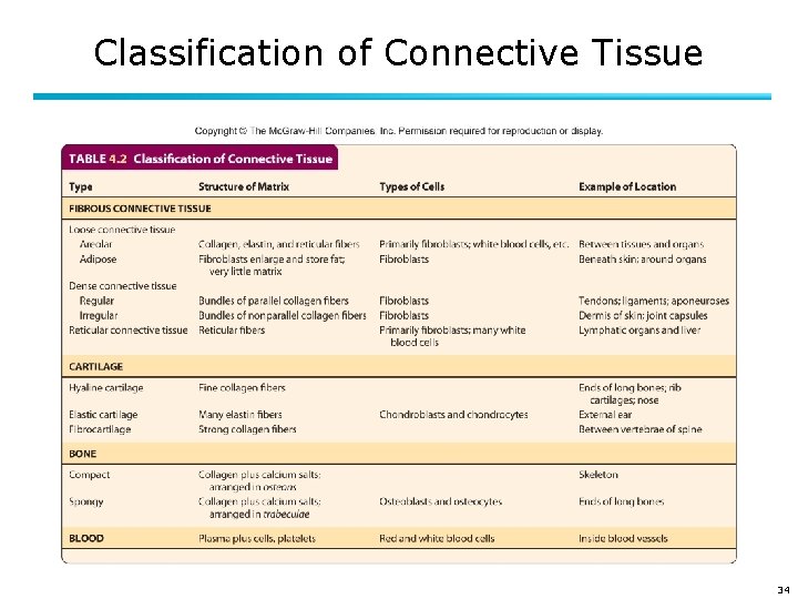 Classification of Connective Tissue 34 