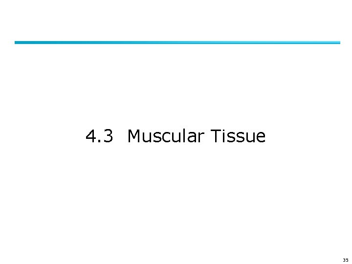 4. 3 Muscular Tissue 35 