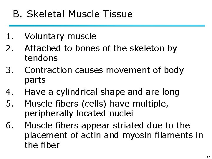 B. Skeletal Muscle Tissue 1. 2. 3. 4. 5. 6. Voluntary muscle Attached to