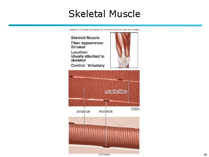 Skeletal Muscle 38 