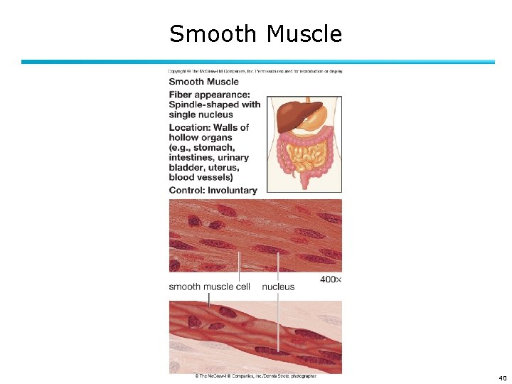 Smooth Muscle 40 