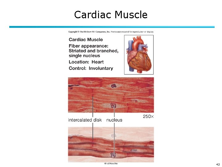Cardiac Muscle 42 