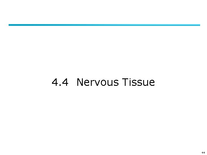 4. 4 Nervous Tissue 44 