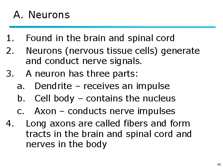 A. Neurons 1. 2. Found in the brain and spinal cord Neurons (nervous tissue