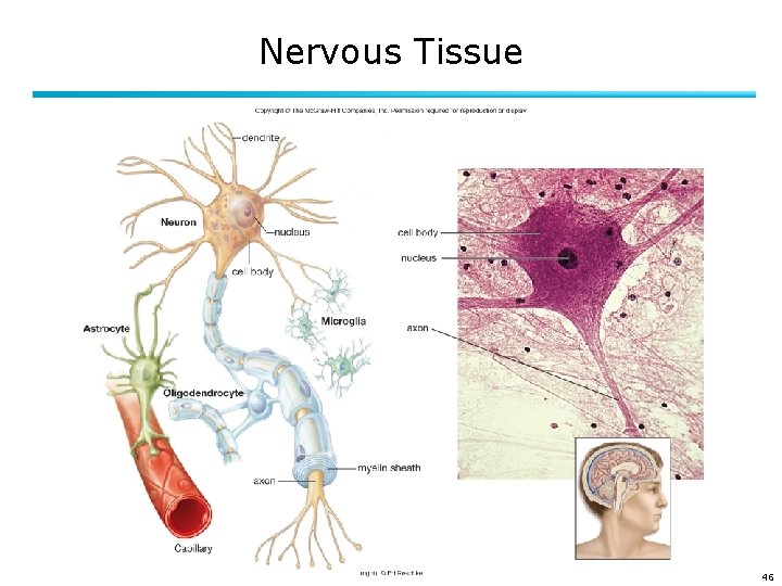 Nervous Tissue 46 