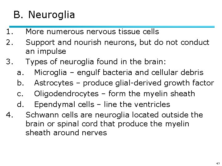 B. Neuroglia 1. 2. More numerous nervous tissue cells Support and nourish neurons, but