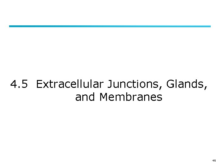 4. 5 Extracellular Junctions, Glands, and Membranes 48 