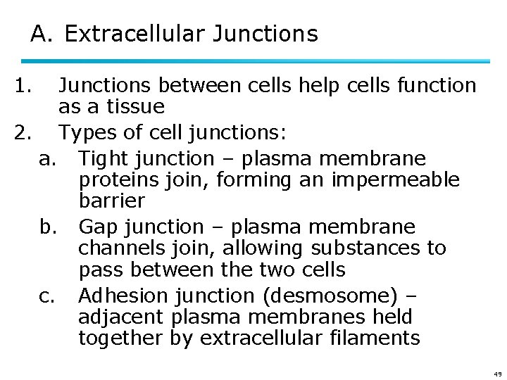 A. Extracellular Junctions 1. Junctions between cells help cells function as a tissue 2.