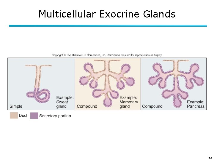 Multicellular Exocrine Glands 52 