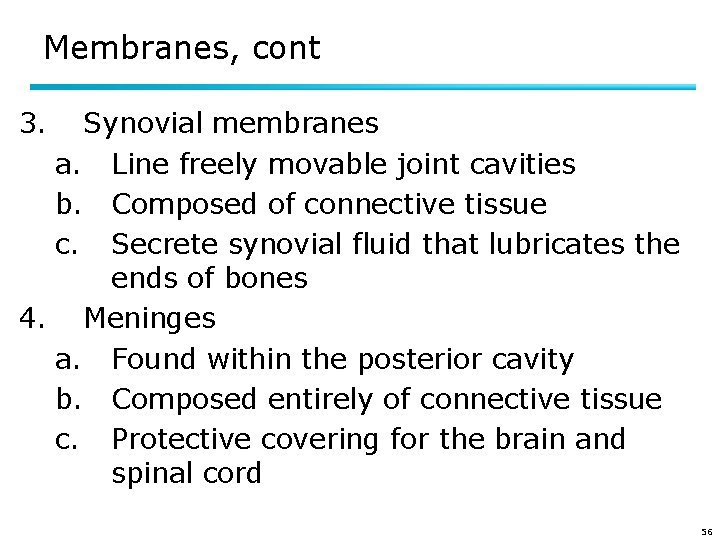 Membranes, cont 3. Synovial membranes a. Line freely movable joint cavities b. Composed of