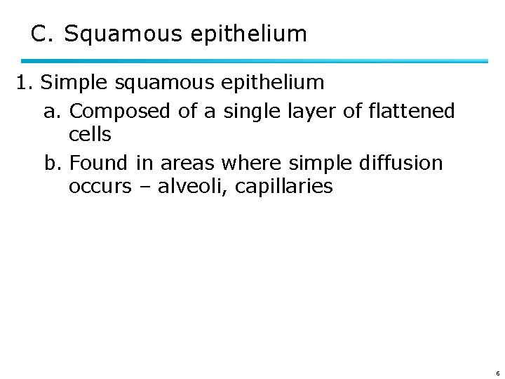 C. Squamous epithelium 1. Simple squamous epithelium a. Composed of a single layer of