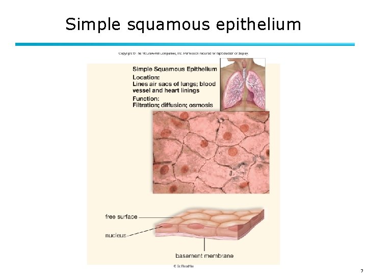Simple squamous epithelium 7 