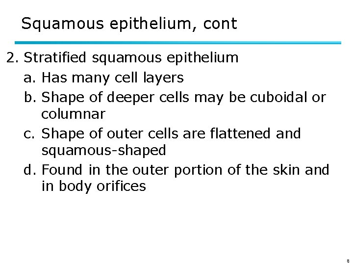 Squamous epithelium, cont 2. Stratified squamous epithelium a. Has many cell layers b. Shape